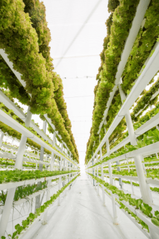 agriculture-verticale-indoor-mba